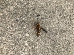 Polistes arizonensis