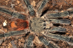 Lasiodora