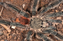 Lasiodora