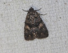 Condica macrosema