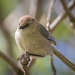 Bushtit - Photo (c) Becky Matsubara, some rights reserved (CC BY)
