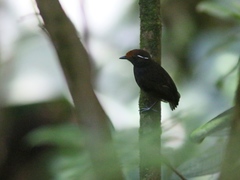 Conopophaga castaneiceps