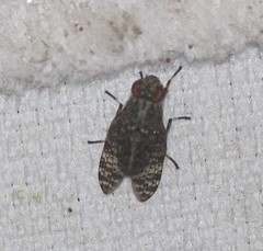Euprosopia