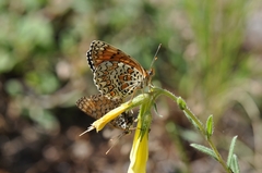 Melitaea ornata