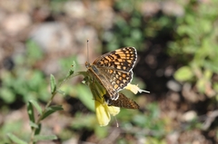 Melitaea ornata