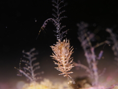 Eubranchus vittatus