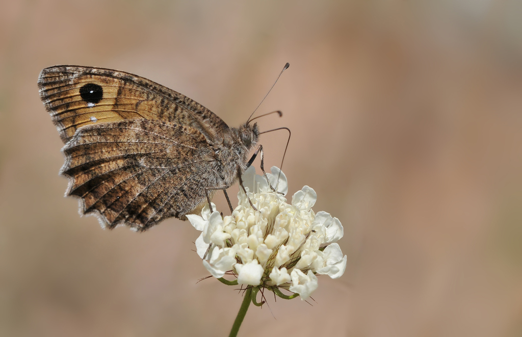 Anatolian Tawny Rockbrown