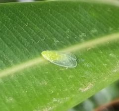 Tropiduchinae