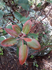 Arbutus madrensis