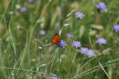 Lycaena ottomanus