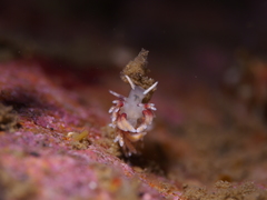 Rubramoena rubescens