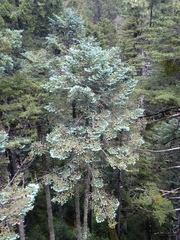 Abies durangensis
