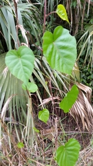Ipomoea alba