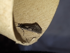 Eriocottis paradoxella