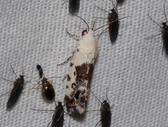 Acontiinae