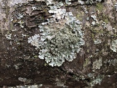 Hypotrachyna showmanii