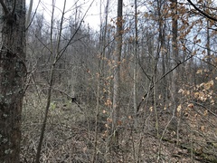 Hypotrachyna showmanii