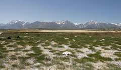 Triglochin concinna debilis