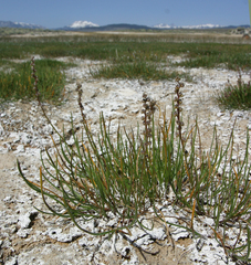 Triglochin concinna debilis