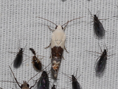 Acontiinae