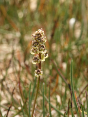 Triglochin concinna debilis