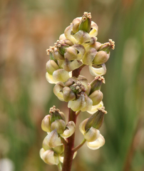 Triglochin concinna debilis