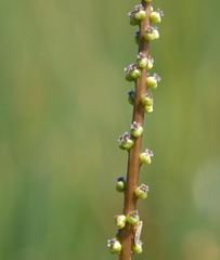 Triglochin concinna debilis