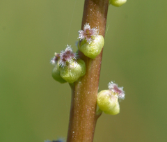 Triglochin concinna debilis