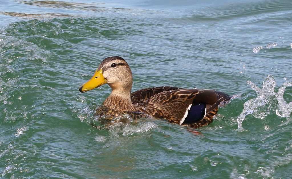 Pato mexicano (Aves de Tequixquiac, Estado de México) · iNaturalist Mexico