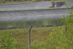 Gracupica floweri
