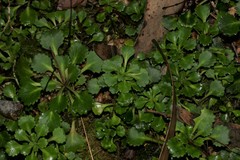 Saxifraga spathularis