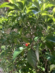 Psychotria ligustrifolia