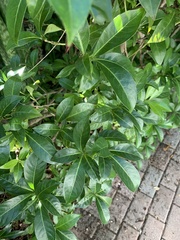 Psychotria ligustrifolia