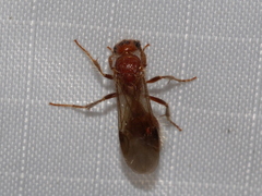 Sphaeropthalminae