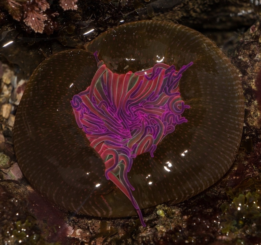 Photo of Snakelocks anemone (Anemonia viridis)