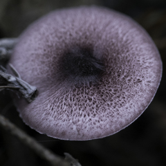 Leucoagaricus roseilividus