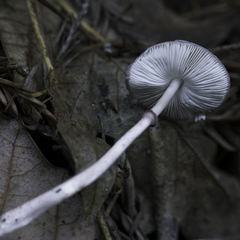 Leucoagaricus roseilividus