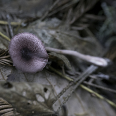 Leucoagaricus roseilividus