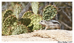 Ammospermophilus leucurus leucurus