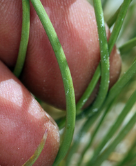 Triglochin concinna debilis