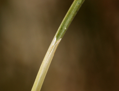 Triglochin concinna debilis