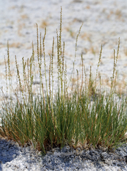 Triglochin concinna debilis