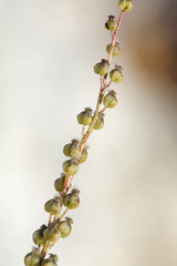 Triglochin concinna debilis