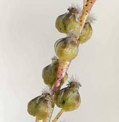 Triglochin concinna debilis