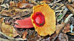 Abrachium floriforme