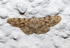 Scopula luridata