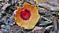 Abrachium floriforme