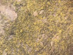 Candelariella xanthostigmoides