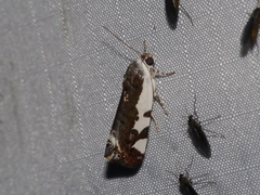 Acontiinae