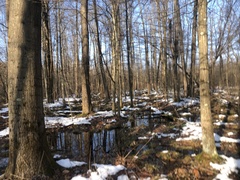 Candelariella xanthostigmoides